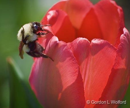 Bee On A Tulip_48121.jpg - Photographed in Ottawa, Ontario - the Capital of Canada.